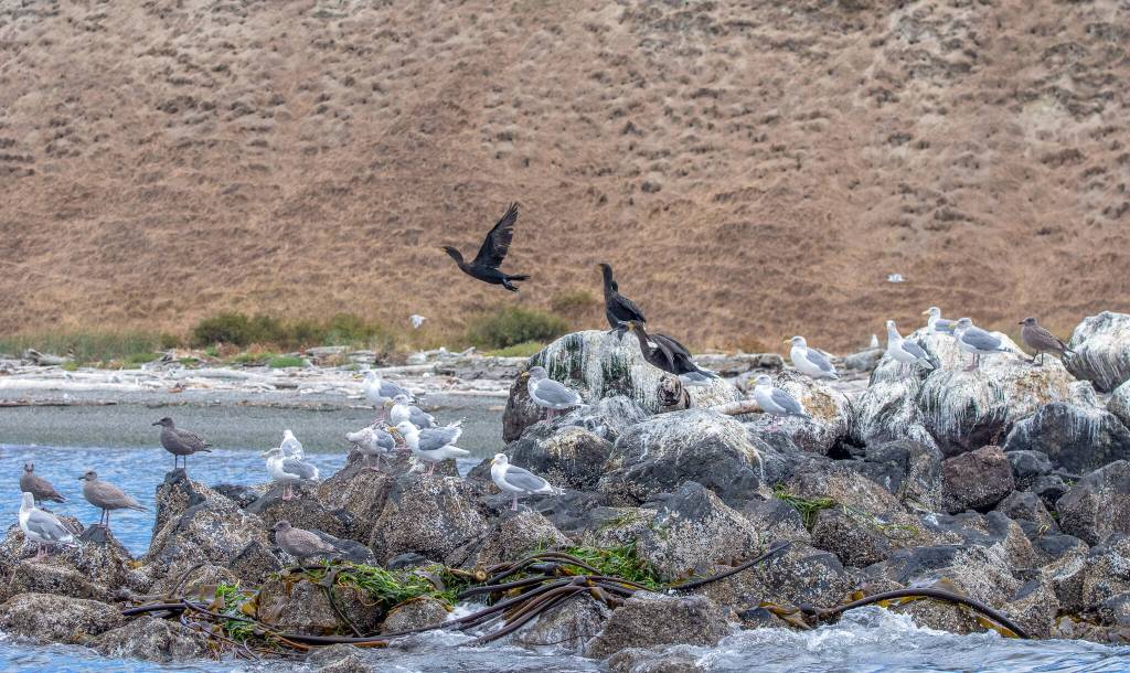Pelagic cormorants and glaucous-winged and hybridized gulls are present in large numbers around the Protection Island marina. These species are strongly affected by the resurgence of the bald eagle. As the eagle numbers go up, the gull numbers go down, said Jim Hayward, research professor emeritus at Andrews University, who has been involved with monitoring the gull colony since 1987, when eagles were uncommon, before the Eagle Protection Act was put into effect. Bluewater said that there used to be a big colony of cormorants at the top of the road that were scared away from nesting on the island by the eagles. He said that as many as to 50 come to the island, but only one pair nests each year in a 12-foot diameter nest.