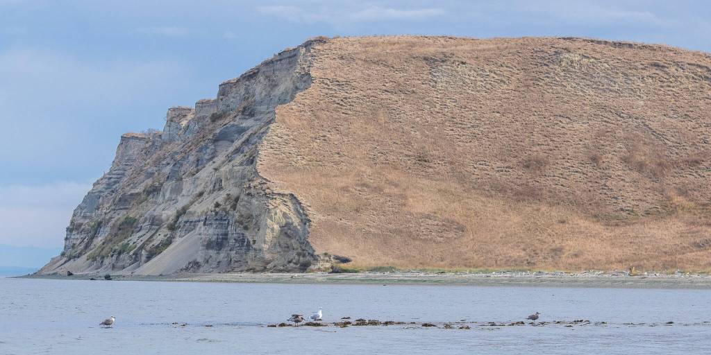 Protection Island is a glacial till island that was formed by the deposition of glacially eroded sediment over thousands of years, say the Protection Island Aquatic Reserve Plan. Many fossils from the ice age have been found here. Coming up to the island by boat, the difference in erosion on the western to northern side of the roughly triangular island and the southern facing side is stark. A eagle perches on a rock some 100 feet above the shore where gulls and harbor seals congregate. Jim Hayward, who has been studying eagles and seagulls on the island for decades and also has an interest in geology, said that the island is shrinking by several feet a year.