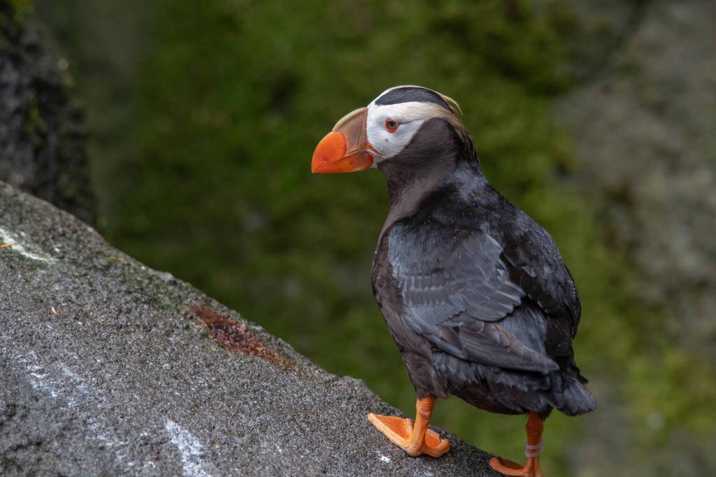 Point Defiance Zoo and Aquarium in Tacoma has a population of 22 tufted puffins, with 7 mated pairs, and successful hatches. Unlike in the wild, where they are very sensitive to human activity, they are adjusted to living their lives under human supervision. The zoo provided burrows for them, but Noelle Tremonti, staff biologist and zookeeper at the Rocky Shores area said that they have been digging some of their own also. All the animals are encouraged to have natural behaviors, she said. If the tufted puffins breed successfully in confinement, would a solution to their declining population be to release them into the wild? No, say experts in Puffin decline, because it doesnt address the core environmental issues affecting the decline. While reintroduction is mentioned in the states puffin recovery plan, it is not the primary focus and most of the work is on improving puffin habitat in the wild, wrote the zoos general curator, Malia Somerville.
