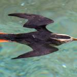 Point Defiance Zoo and Aquarium in Tacoma has a population of 22 tufted puffins, with 7 mated pairs, and successful hatches. Unlike in the wild, where they are very sensitive to human activity, they are adjusted to living their lives under human supervision. The zoo provided burrows for them, but Noelle Tremonti, staff biologist and zookeeper at the Rocky Shores area said that they have been digging some of their own also. All the animals are encouraged to have natural behaviors, she said. If the tufted puffins breed successfully in confinement, would a solution to their declining population be to release them into the wild? No, say experts in Puffin decline, because it doesnt address the core environmental issues affecting the decline. While reintroduction is mentioned in the states puffin recovery plan, it is not the primary focus and most of the work is on improving puffin habitat in the wild, wrote the zoos general curator, Malia Somerville.