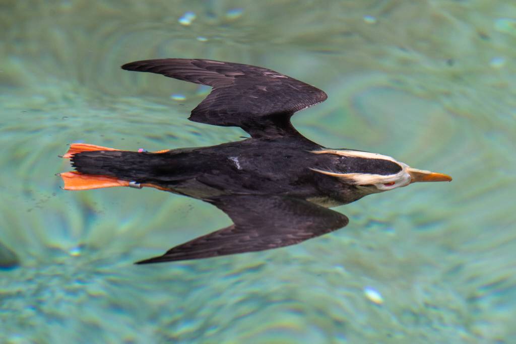 Point Defiance Zoo and Aquarium in Tacoma has a population of 22 tufted puffins, with 7 mated pairs, and successful hatches. Unlike in the wild, where they are very sensitive to human activity, they are adjusted to living their lives under human supervision. The zoo provided burrows for them, but Noelle Tremonti, staff biologist and zookeeper at the Rocky Shores area said that they have been digging some of their own also. All the animals are encouraged to have natural behaviors, she said. If the tufted puffins breed successfully in confinement, would a solution to their declining population be to release them into the wild? No, say experts in Puffin decline, because it doesnt address the core environmental issues affecting the decline. While reintroduction is mentioned in the states puffin recovery plan, it is not the primary focus and most of the work is on improving puffin habitat in the wild, wrote the zoos general curator, Malia Somerville.