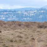 Protection Island resident Marty Bluewater said that he recently counted the islands herd of black tail deer, some leucistic, and there are close to 50 of them. The deer swam over sometime in the 1990s, according to Hayward, who said that at one point the population grew to nearly 150 individuals when water was provided for them, which no longer happens. The only fresh water available are seeps at a few spots along the beach and moisture on the grasses, said Bluewater. He said he doesnt think theyve caused any damage and make a nice little touch.