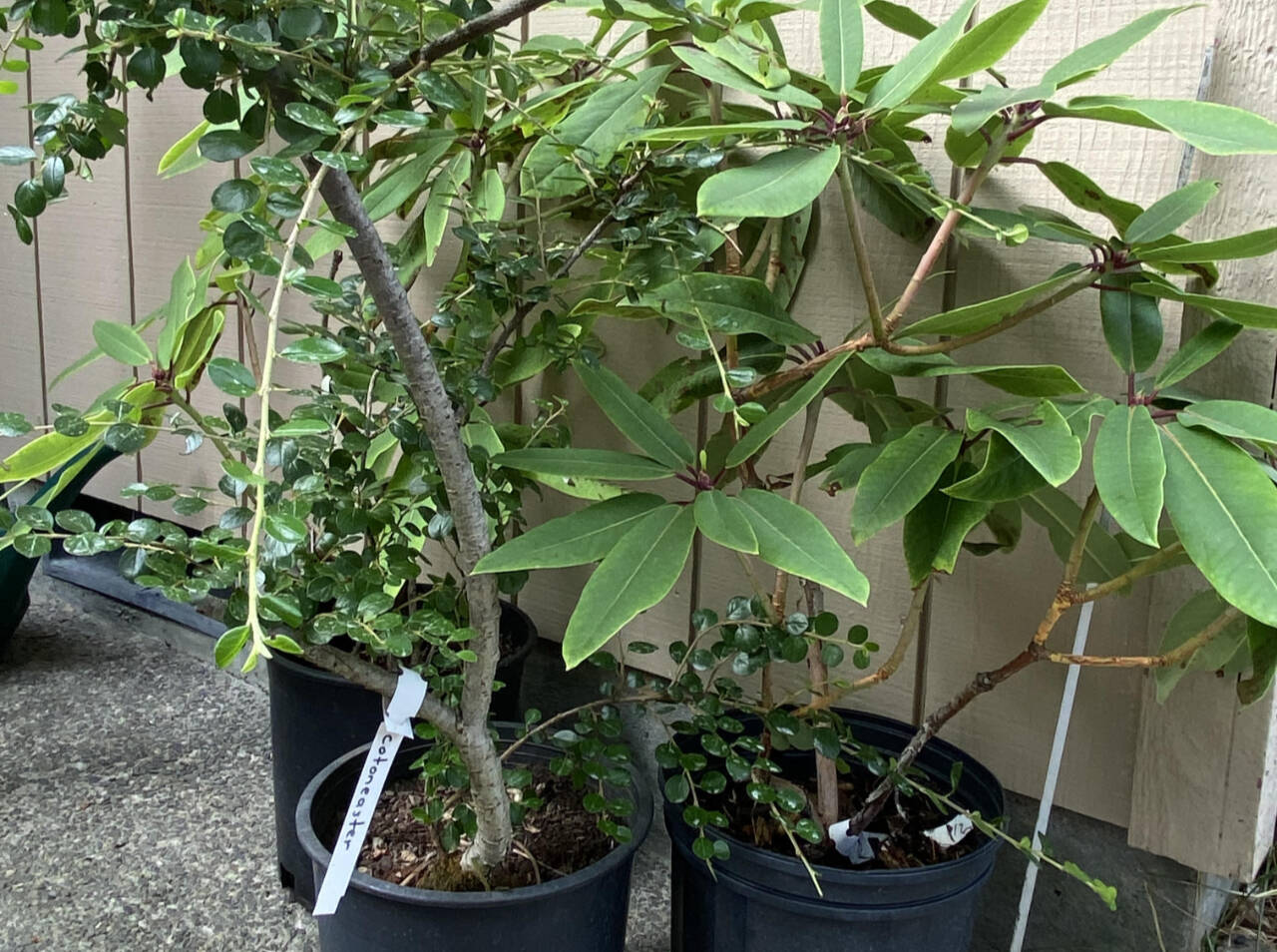 Photo by Sandy Cortez / There is plenty to do in your home gardens as we head into the fall on the North Olympic Peninsula.