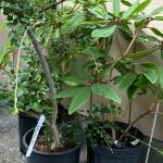 Photo by Sandy Cortez / There is plenty to do in your home gardens as we head into the fall on the North Olympic Peninsula.