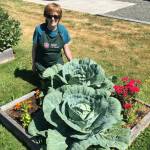 Photo courtesy of Margery Whites/ Join Master Gardener Margery Whites for the Digging Deeper Saturdays presentation Gardening for Newcomers to the North Olympic Peninsula, from 10:30 a.m.-noon on Saturday, Sept. 16, at the Woodcock Demonstration Garden.