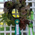 Photo courtesy of Vina Winters/ Vina Winters, Sequim Prairie Garden Club past president, took home the Best in Show ribbon at the Clallam County Fair for her succulent wreath, along with 10 blue ribbons, 10 red ribbons, and an Honorable Mention award.
