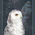 Snowy Owl 4 by Jeannine Chappell
