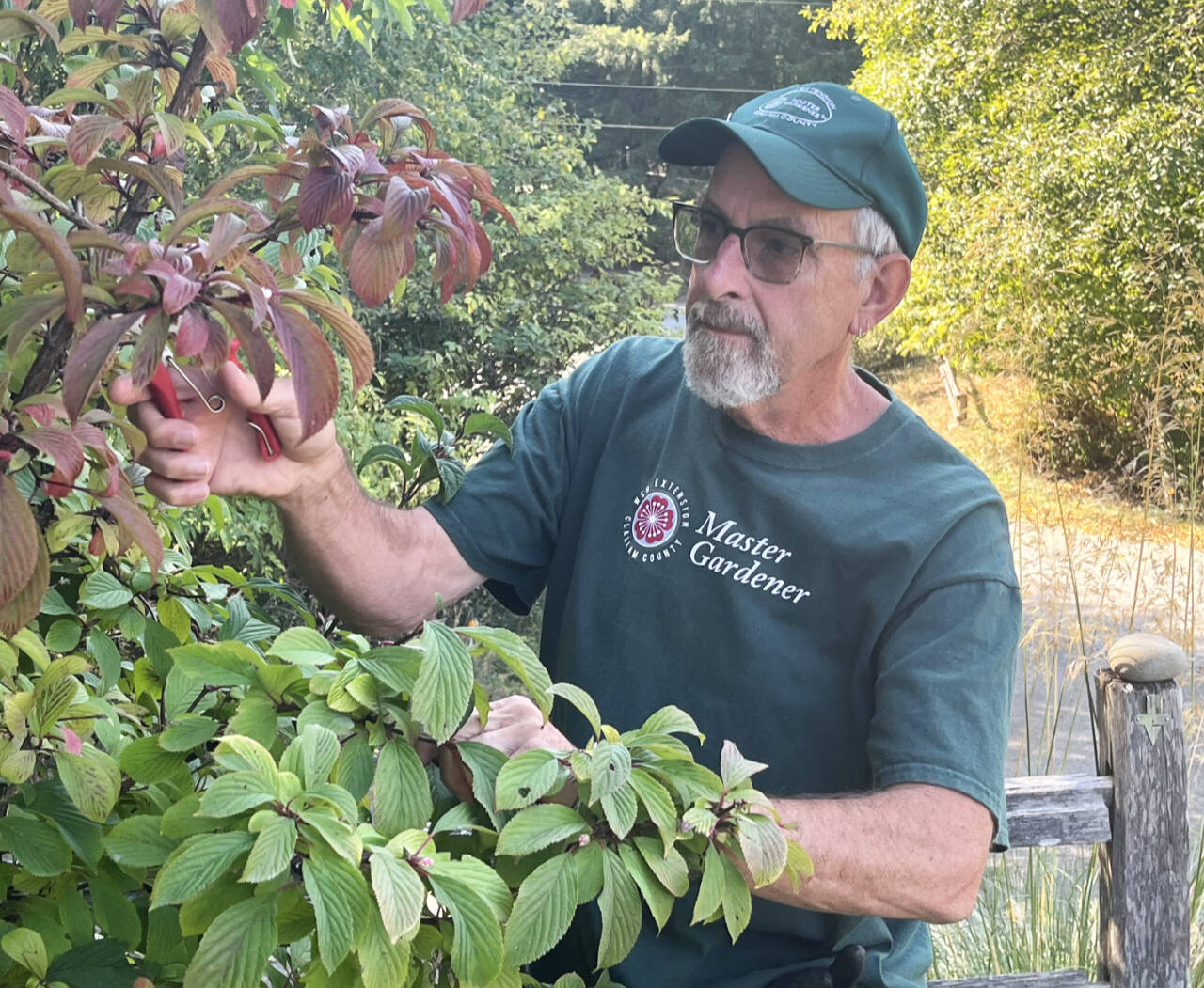 Photo by Keith Dekker / Find out how pruning techniques like pollarding, coppicing and espalier can help your trees and shrubs grow in new and more productive ways from Clallam County Master Gardener Keith Dekker. Hell present Pruning  Beyond the Basics: Espalier, Pollarding, and Coppicing, from noon-1 p.m. on Thursday, Sept. 28, at the Port Angeles Library.