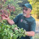 Photo by Keith Dekker / Find out how pruning techniques like pollarding, coppicing and espalier can help your trees and shrubs grow in new and more productive ways from Clallam County Master Gardener Keith Dekker. Hell present Pruning  Beyond the Basics: Espalier, Pollarding, and Coppicing, from noon-1 p.m. on Thursday, Sept. 28, at the Port Angeles Library.