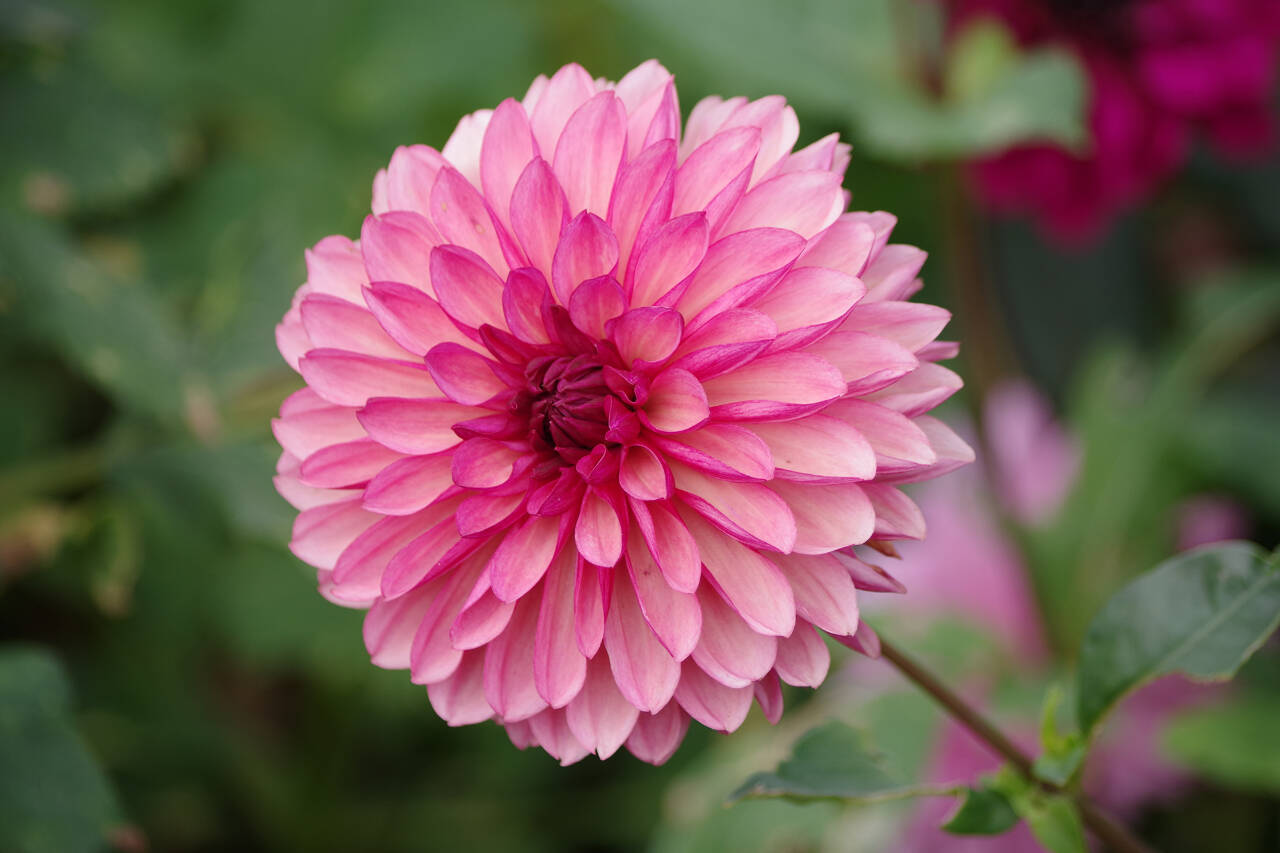 Photo by Leslie A. Wright 
Get more information about how to make attractive flower arrangements, including using dalhias (pictured), at the next Work to Learn Party set for Sept. 23 at the Sequim Botanical Garden.