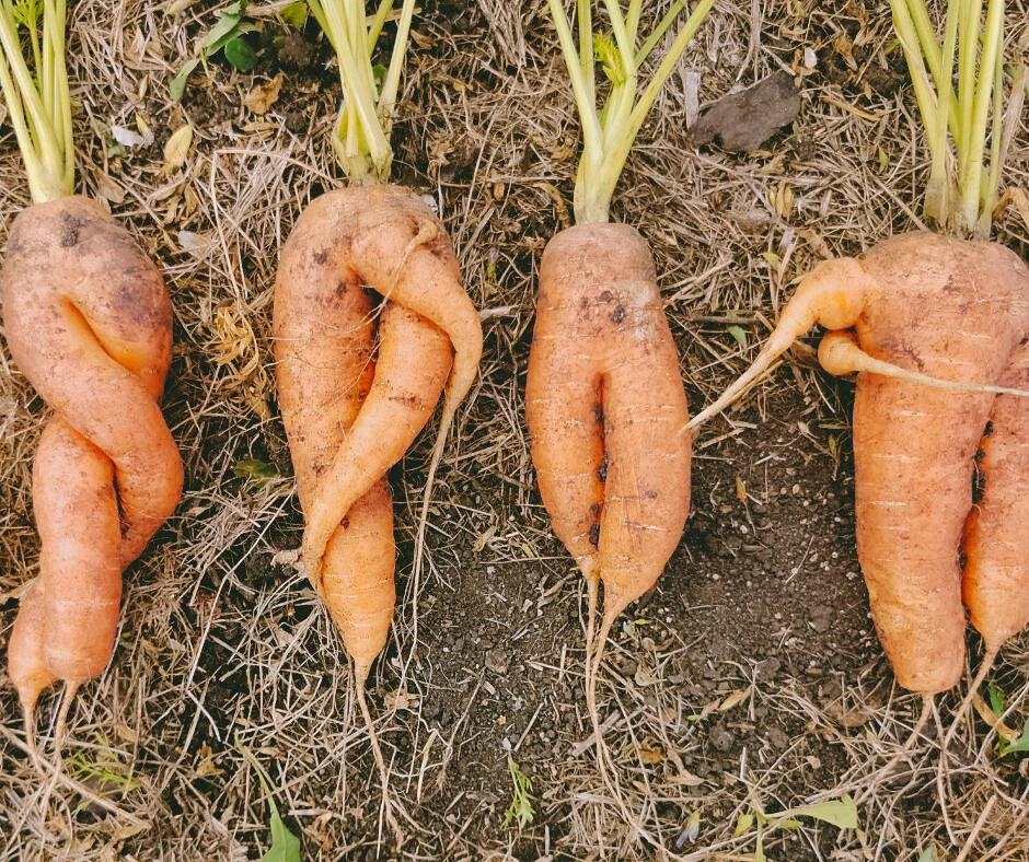 Photo by Bailey Loveless/SFAM / These carrots taproot seem to be able to tap dance, with their many legs and branches.