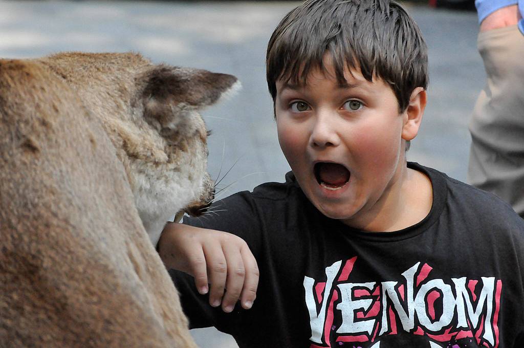 Sequim Gazette photo by Matthew Nash/ Kayden Connely, a fifth grader at Helen Haller Elementary, meets a friendly cougar at U.S. Fish and Wildlifes booth during the Dungeness River Festival.