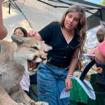 Sequim Gazette photo by Matthew Nash/ Sequim fifth grader Eleanor Houseman pets a cougar brought by staff with U.S. Fish and Wildlife for the Dungeness River Festival.