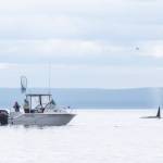 Sequim Gazette photos by Emily Matthiessen
One of the duties of the Washington State Fish and Wildlife police is to make sure boats do not get too close to orcas. The whales and the boat are too close here, but in this case it appeared that the transient whales (a trio that has been seen in the area often lately) moved closer to the boat. During a discussion with the WDFW policemen on patrol the fisherman stated that they hadnt immediately noticed the whales and when they did notice they moved.
