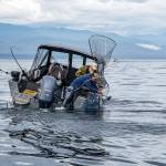 Fisherman in the act of hauling in a salmon are approached by the Washington State Fish and Wildlife police, who check to make sure the catch card matches up with the fish on board and that the fish are the legal size, limit and type.
