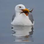 Photo by Teresa Herrera
Contributor Teresa Herrera spots this gull snacking on some crab in Sequim on Sept. 29. Check out our preview of the 22nd-annual CrabFest, set for Oct. 6-8, on page B-1.