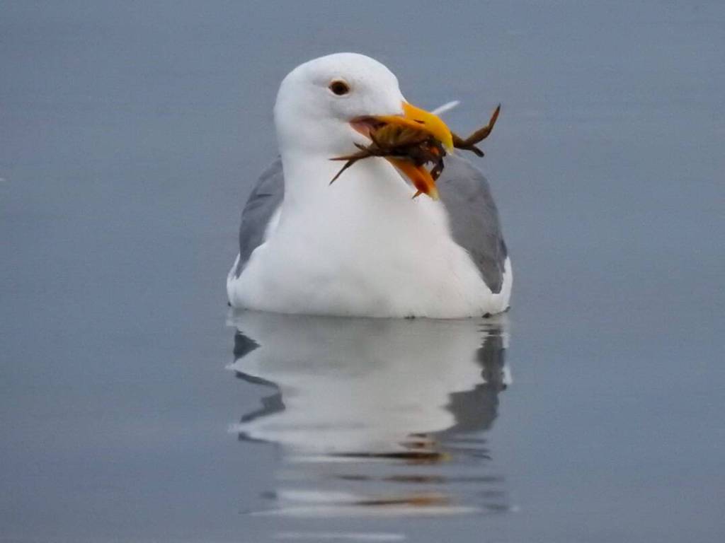 Photo by Teresa Herrera
Contributor Teresa Herrera spots this gull snacking on some crab in Sequim on Sept. 29. Check out our preview of the 22nd-annual CrabFest, set for Oct. 6-8, on page B-1.