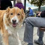 Sequim Gazette photo by Matthew Nash/ Sandy the dog, an English Shepherd owned by Judy Stevenfeldt, awaits a blessing at Trinity United Methodist Church. Stevenfeldt said it was their second time at the churchs annual blessing.