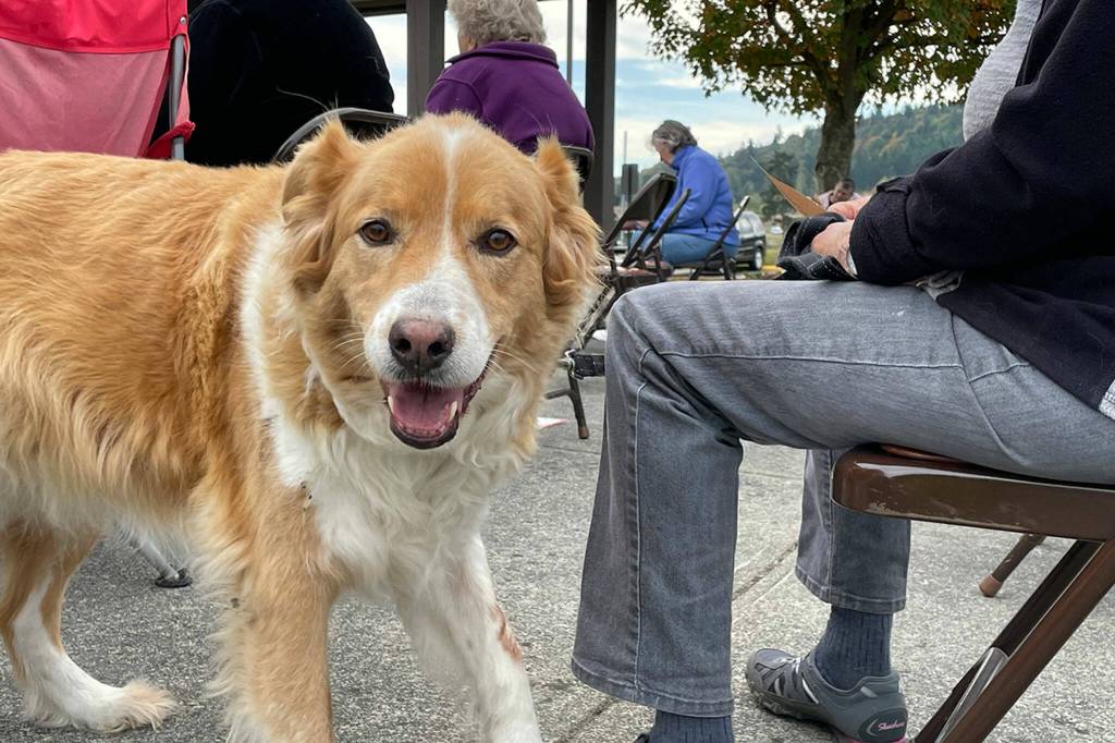 Sequim Gazette photo by Matthew Nash/ Sandy the dog, an English Shepherd owned by Judy Stevenfeldt, awaits a blessing at Trinity United Methodist Church. Stevenfeldt said it was their second time at the churchs annual blessing.