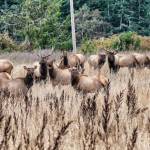 Photo by Bob Lampert 
Sequims resident elk herd enjoys some cool fall weather near Schmuck Road on Oct. 8.
