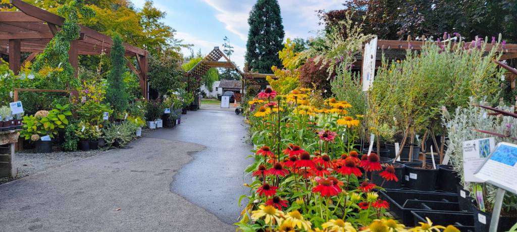 Fall is the perfect time for planting As the leaves fade and drop, plants can put more energy into root development before turning dormant through winter. New Dungeness Nursery