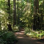 Tim Paschal shares 65 years of experience with readers in his new book, Loop Hikes in the Olympic Mountains.