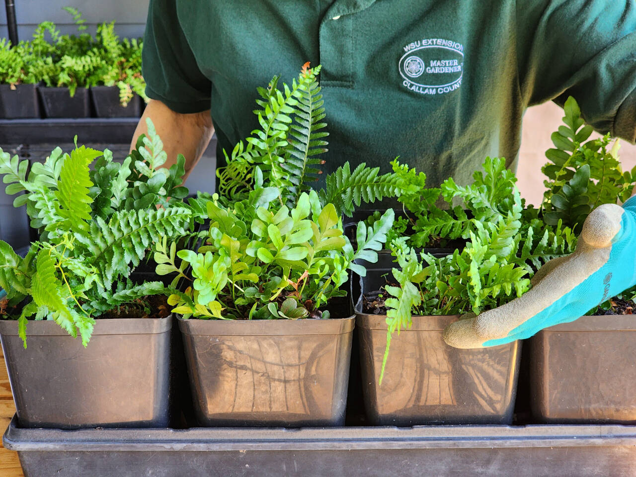 Photo by Sara Farinelli
Learn how you can grow and reproduce ferns when Clallam County Master Gardener Sara Farinelli presents Propagating Ferns at the next Green Thumb Education Series event set for noon-1 p.m. on Thursday, Oct. 26, at the Port Angeles Library.