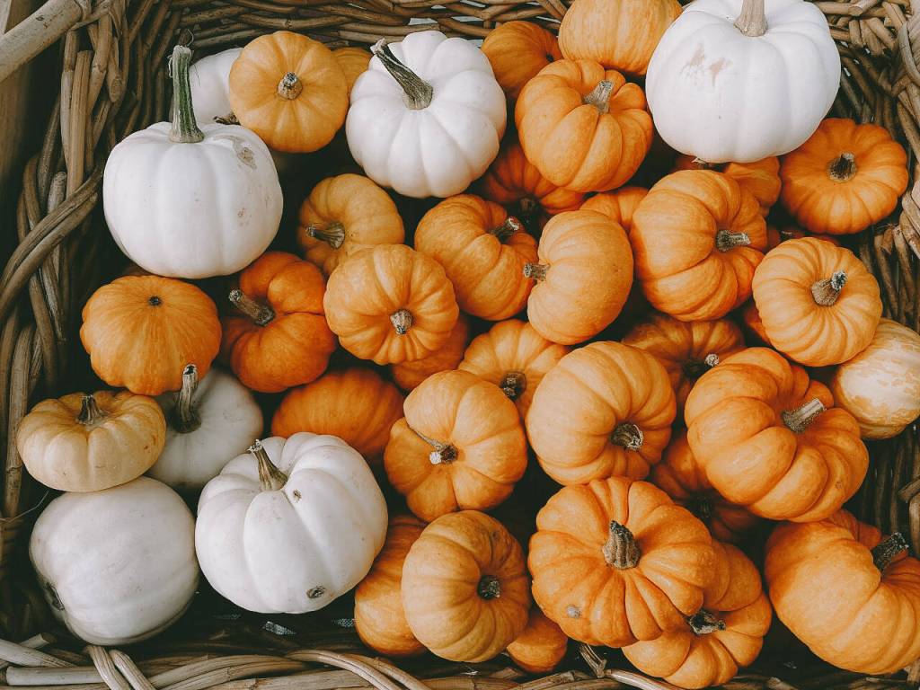 Photo courtesy of Sequim Farmers & Artisans Market
The Sequim Farmers & Artisans Market hosts a pumpkin weight-guessing contest, with a grand prize for the winner, and three random contest entrants will win one of the markets seasonal art tote bags.