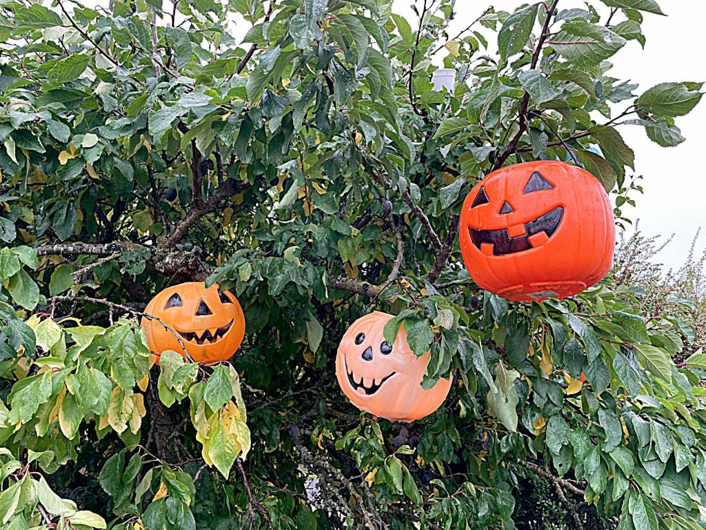Sequim Gazette photo by Matthew Nash/ Trees are a good spot to find miscellaneous decorations spread around the Henning home in Sequim.