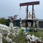 Sequim Gazette photo by Matthew Nash/ If youre in the market for various animal, dinosaur or miscellaneous bones, a display at the Henning home might be a spot to look this Halloween season.