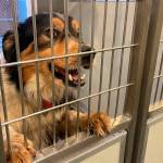 Sequim Gazette photo by Matthew Nash
Remy the dog, seen here in the Olympic Peninsula Humane Society on Dec. 1, was one of 40-plus dogs at the facility thats facing overcrowding issues.
