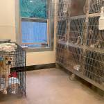 Sequim Gazette photo by Matthew Nash
Dogs, seen here in isolation after being diagnosed with canine parvovirus, have since tested negative and were on the road to recovery, said staff with Olympic Peninsula Humane Society. This year, the facility has been closed off and on for about three months to help treat various dogs and clean the facility.