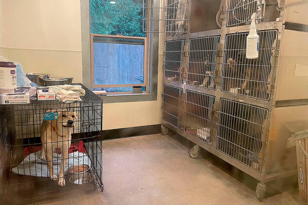 Sequim Gazette photo by Matthew Nash
Dogs, seen here in isolation after being diagnosed with canine parvovirus, have since tested negative and were on the road to recovery, said staff with Olympic Peninsula Humane Society. This year, the facility has been closed off and on for about three months to help treat various dogs and clean the facility.