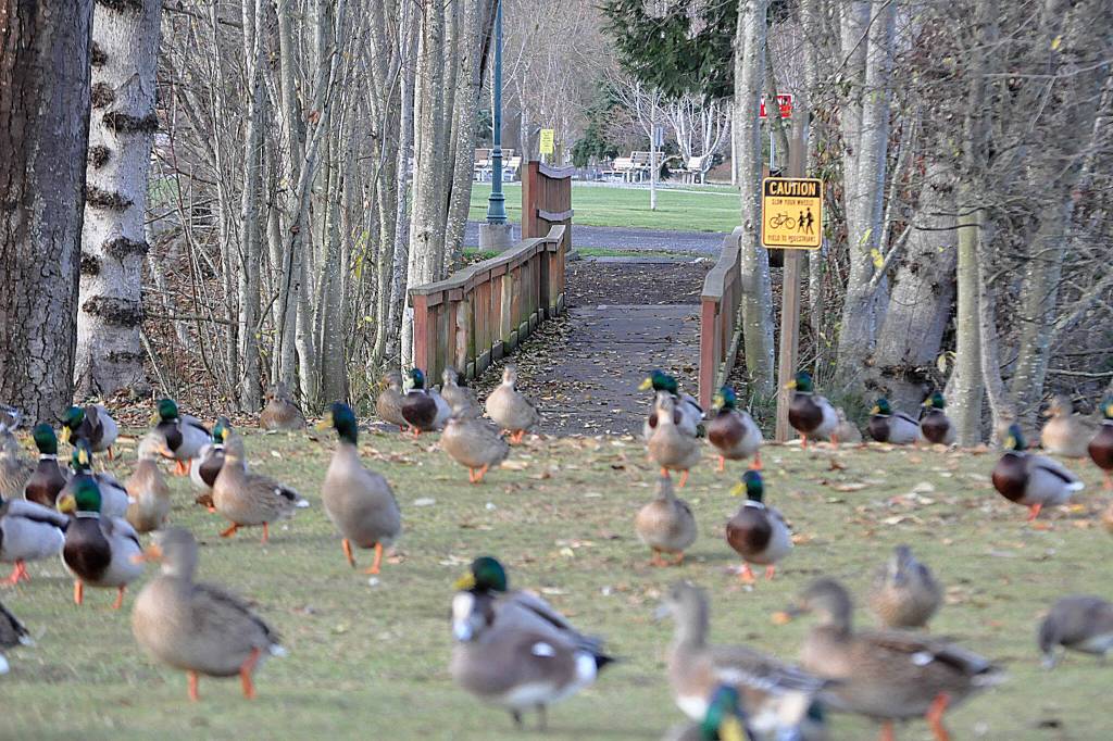 Sequim Gazette photo by Matthew Nash
One of the capital projects slated for 2024 includes replacing four timber bridges between Carrie Blake Community Park and the Reuse Demonstration Site across Bell Creek. Its estimated to cost about $350,000 for the project.