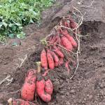Photo by Laurel Moulton
Find out how to grow sweet potatoes  like this Georgia Jet variety  west of the Cascades. Join Laurel Moulton, WSU Clallam County Extension regional horticulture specialist Laurel Moulton, at a Green Thumb Education Series presentation, Growing Sweet Potatoes, from noon-1 p.m. Thursday, Dec. 14, at the Port Angeles Library.