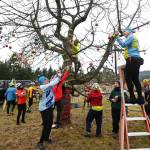 Sequim Gazette photo by Michael Dashiell / Local bicyclists decorate the tree near the Sequim Welcomes You sign on Nov. 29. The ornament and tinsel decorating has become something of an annual tradition at the tree located on the east end of town near Whitefeather Way, between the Olympic Discovery Trail and U.S. Highway 101.