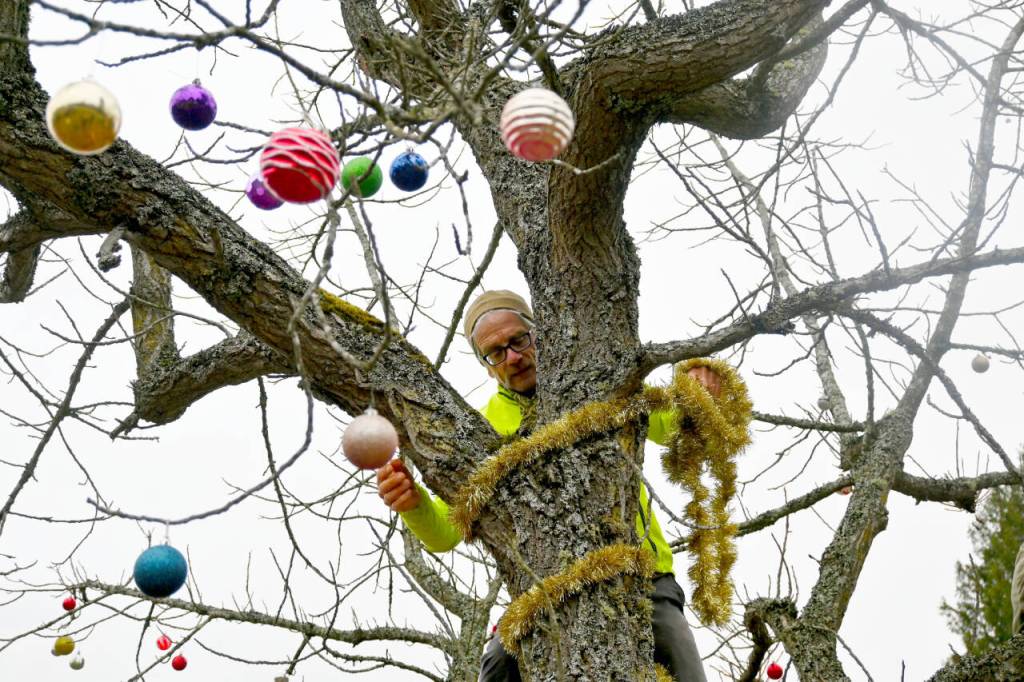 Sequim Gazette photo by Michael Dashiell / Paul Haynie and other local bicyclists decorate the tree near the Sequim Welcomes You sign on Nov. 29. The ornament and tinsel decorating has become something of an annual tradition at the tree located on the east end of town near Whitefeather Way, between the Olympic Discovery Trail and U.S. Highway 101.