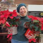 Photo by Abigail Merkel / Holiday gift plant enthusiast and Clallam County Master Gardener Jeanette Stehr-Green displays some of the beautiful poinsettias available in local retail settings.