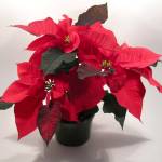 Photo by Mike Dyche, University of Georgia, Bugwood.org
A commercially-produced poinsettia displays its large colorful bracts and a compact plant structure.