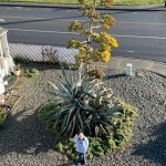 Sequim Gazette photo by Matthew Nash/ Isobel Johnstons agave plant towers over her along Fifth Avenue as she waves to the camera. Clallam County Fire District 3 leaders said they plan to help her remove the plant when shes ready and the plant is done blooming.