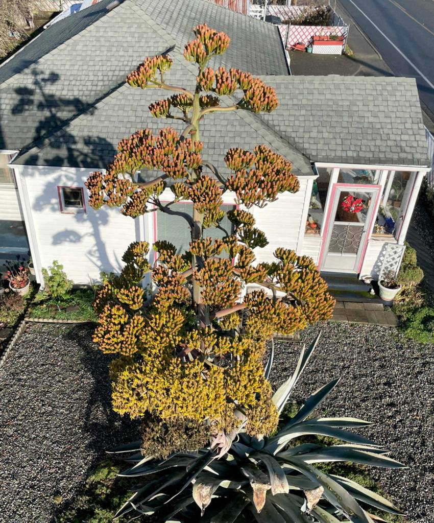 Sequim Gazette photo by Matthew Nash/ Isobel Johnstons agave plant was bought in the 1990s for $1 and was about the size of a baseball. Its since grown to be 22 feet tall with its bloom, making the end of its life cycle.
