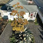 Sequim Gazette photo by Matthew Nash/ Isobel Johnstons agave plant was bought in the 1990s for $1 and was about the size of a baseball. Its since grown to be 22 feet tall with its bloom, making the end of its life cycle.