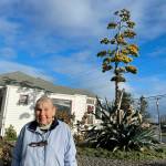 Sequim Gazette photo by Matthew Nash/ After 28 years, Isobel Johnstons agave plant started to bloom this summer to about 22 feet. I never ever thought itd get that tall, she said.