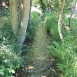 Photo courtesy Lucinda Hayes
A portion of Sequims original Sequim Prairie irrigation ditch is tentatively set to be piped as part of a conservation effort to help the Dungeness Rivers flow and endangered fish. Some neighbors/shareholders are opposed to the project because they feel they werent given an opportunity to provide input to project owner the Sequim Prairie-Tri Irrigation Association (SPTIA) as they feel enclosing the ditch will kill nearby vegetation and negatively impact wildlife.