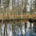 Sequim Gazette photo by Matthew Nash One of the City of Sequims capital projects slated for 2024 includes replacing four timber bridges between Carrie Blake Community Park and the Reuse Demonstration Site across Bell Creek. Its estimated to cost about $350,000 for the project.