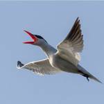 Photo by Chris Perry
View photos from local bird enthusiasts at the Olympic Peninsula Audubon Societys presentation, Photo Night, held Jan. 24 at the Dungeness River Nature Center. Pictured is a Caspian tern.