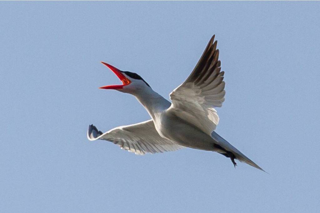 Photo by Chris Perry
View photos from local bird enthusiasts at the Olympic Peninsula Audubon Societys presentation, Photo Night, held Jan. 24 at the Dungeness River Nature Center. Pictured is a Caspian tern.