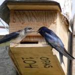 Photo by Dee Renee Ericks
Female and male Purple Martins congregate near Morse Creek. Learn about Bird Nesting and the Great Backyard Bird Count from presenters Bob Boekelheide and Ken Wiersema at the Dungeness River Nature Center, 1943 W. Hendrickson Road, on Feb. 3 (see brief below).