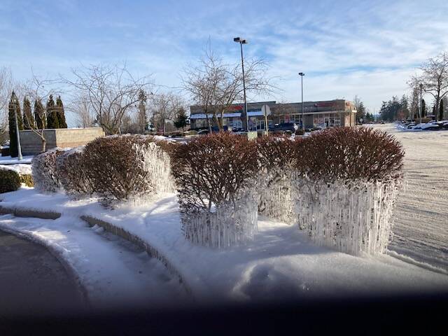 Photo by Bonnie Glendenning / The shrubs lining the Starbucks drive-thru feel the chill with last weeks snowfall and deep freeze.