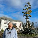 Sequim Gazette photo by Matthew Nash/ After 28 years, Isobel Johnstons agave plant started to bloom this summer to about 22 feet. I never ever thought itd get that tall, she said.